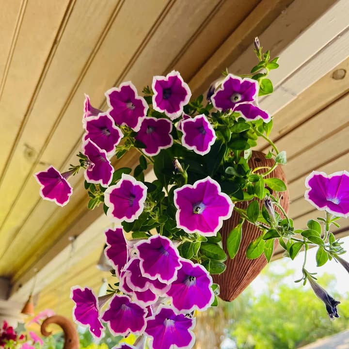 Handicraft Heaven - Wholesale Hanging Planter - Handmade Terracotta Hanging Planter: Unique Sculptural Shape1