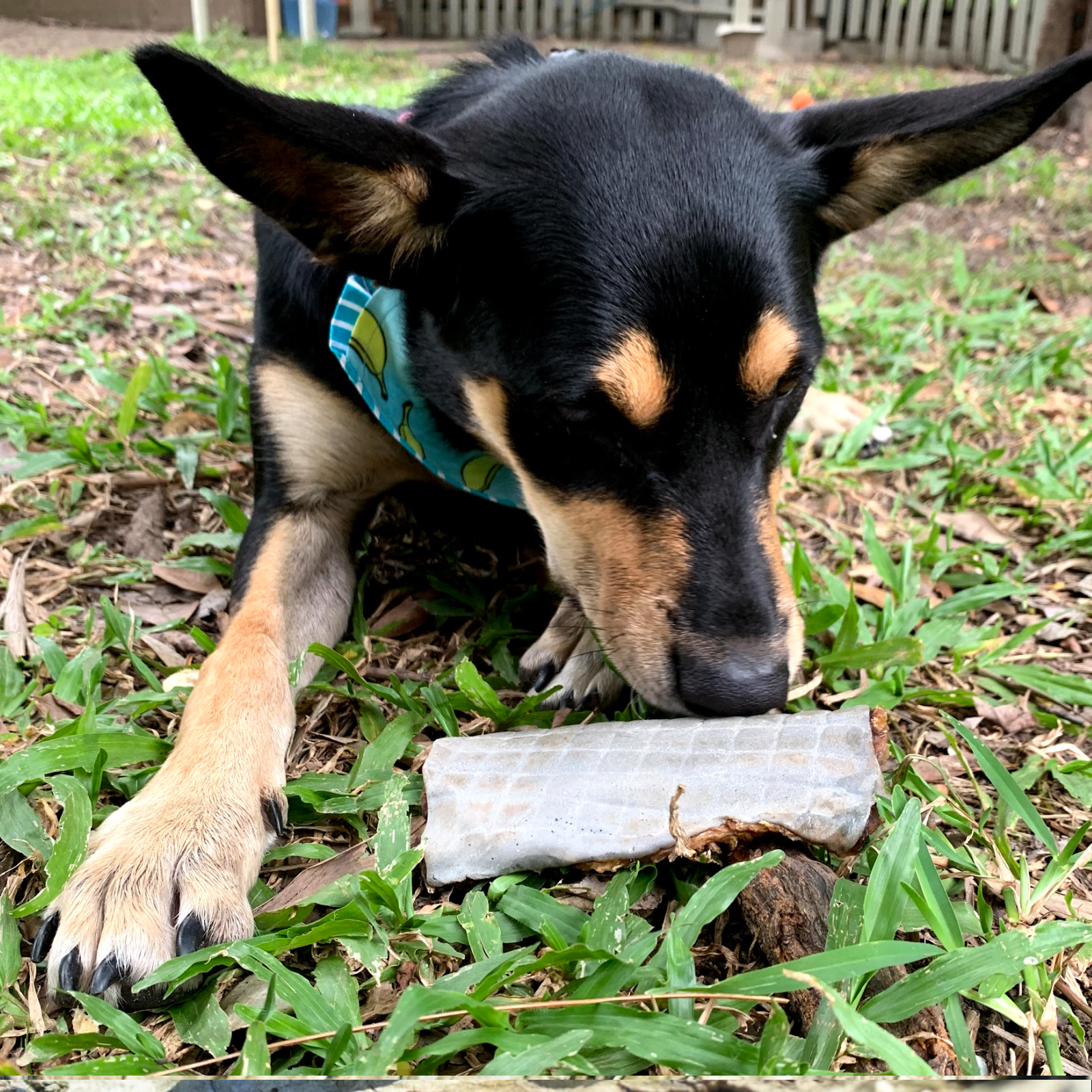 Rover Pet Products - Vente Friandises – chien - Sumthn' Fishee - Peau de requin6