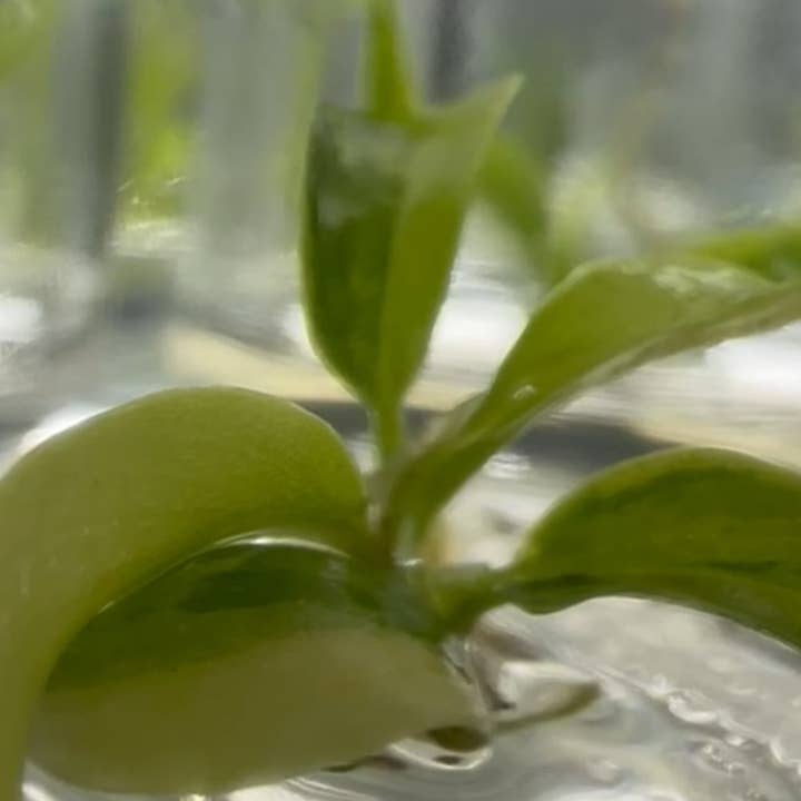 Philodendron "Florida Beauty" × tortum variegated | Rare Houseplant for wholesale by OrchidBox