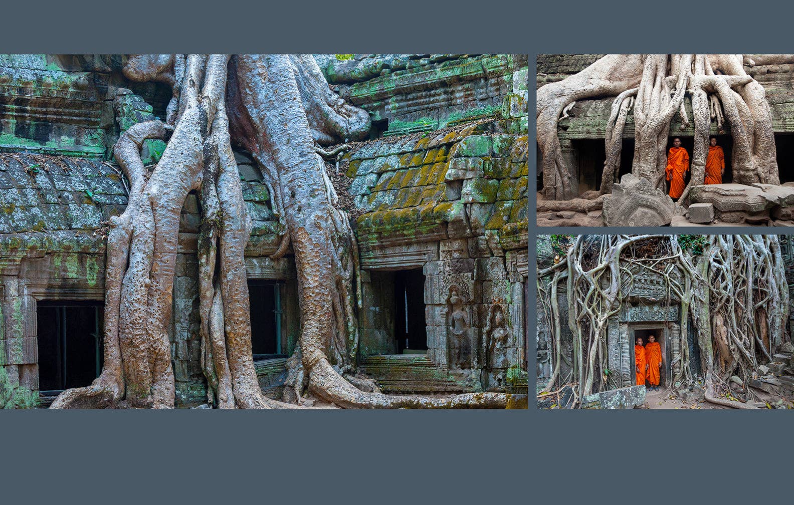 Insight Editions - #1 Pop Culture Publisher - Wholesale Nature & Outdoors Book - Trees4