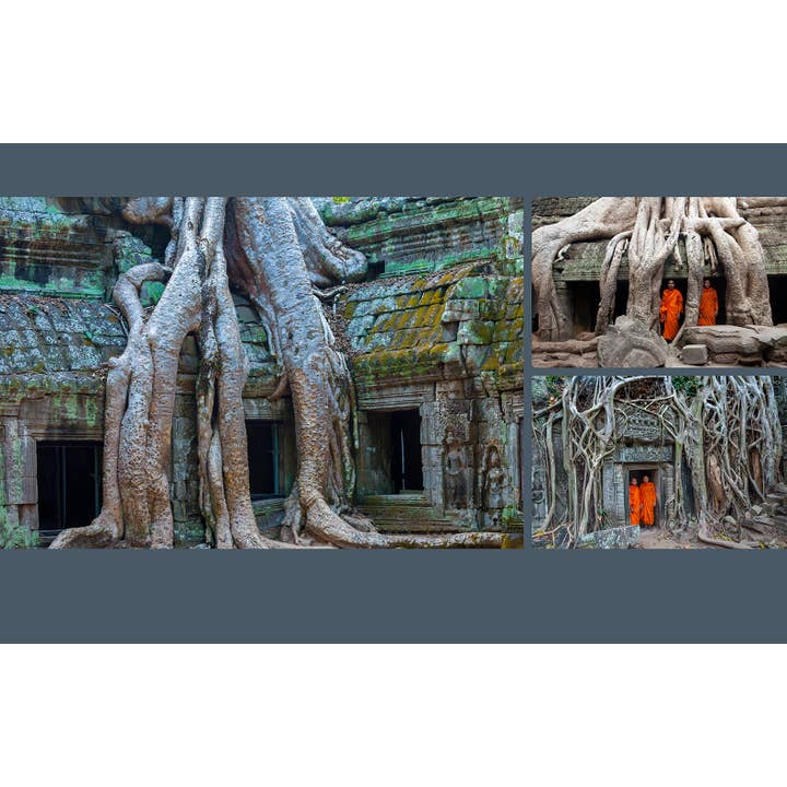 Insight Editions - #1 Pop Culture Publisher - Vente Livre sur la nature et les activités de plein air - Arbres4