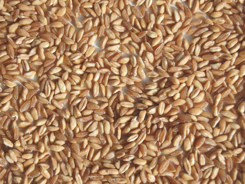 Timeless - Vente Riz - Farro biologique, semi-perlé1