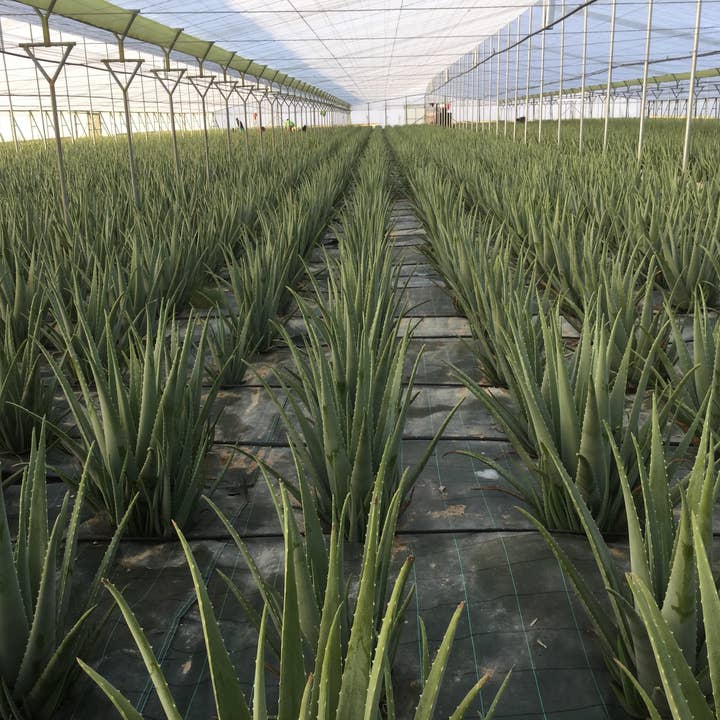 La Vendita – wholesale Wellness juice/tonic – Organic Aloe Vera Juice without Pulp 500 ml1