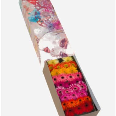 Florasource - Wholesale Fresh Cut Flowers - Gerbera Mini Spider Assorted 80 stems1