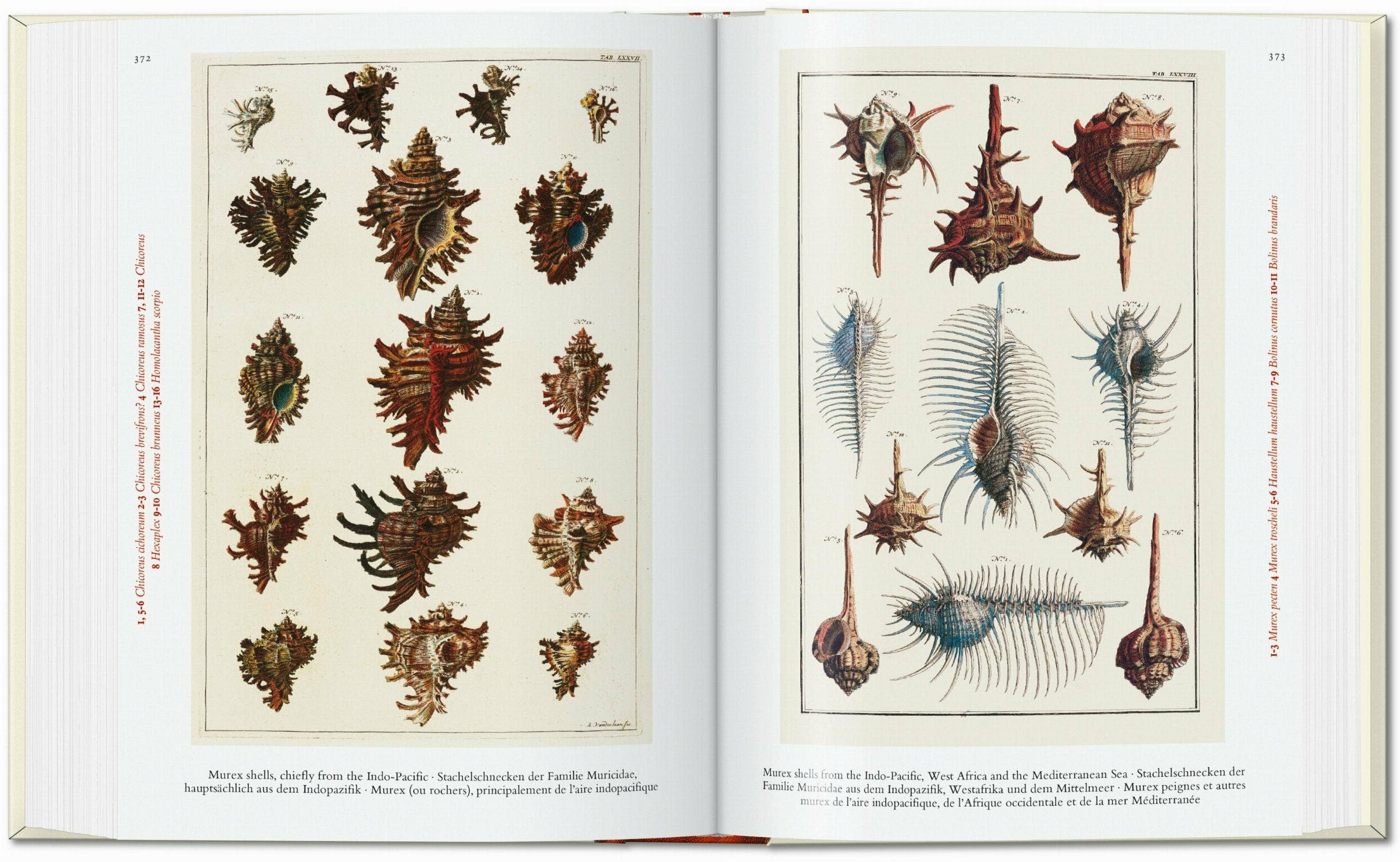 TASCHEN America - Wholesale Nature & Outdoors - Seba. Cabinet of Natural Curiosities. 40th Ed. (German, French, English)5