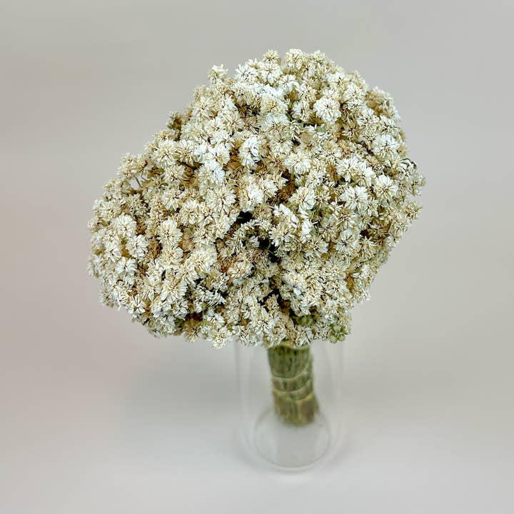 Lovejoy Farms Premium Dried Flowers – Flores secas/prensadas por atacado – Achillea of Pearl - Flores Secas Brancas Delicadas0