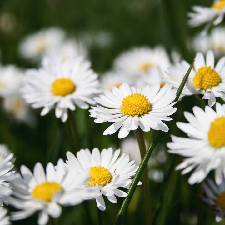 Bentley Seed Co. - Wholesale Sympathy Card - With Deepest Sympathy - Shasta Daisy Seed Packets5