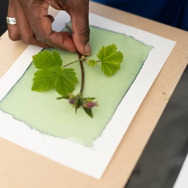 The Wild Darkroom – wholesale DIY craft kit – Cyanotype Printing Paper - A51