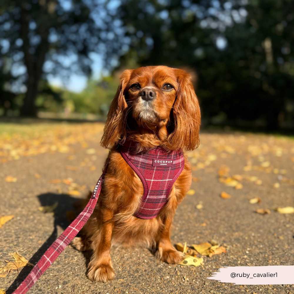 Cocopup London - Wholesale Pet Harness - Dog - Mulberry Plaid Adjustable Neck HARNESS16