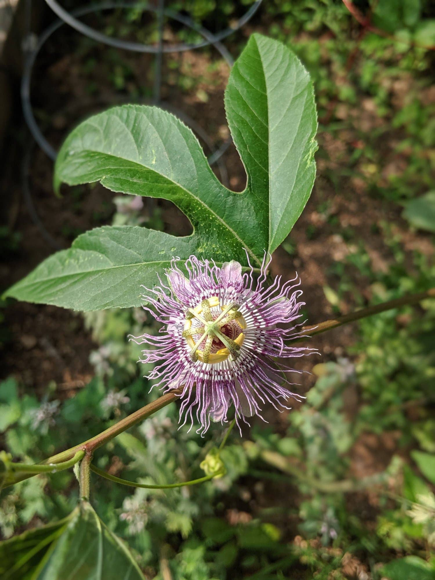 Rowan + Sage - Wholesale Tincture - Dreamtime Tincture Formula – Sleep Support2