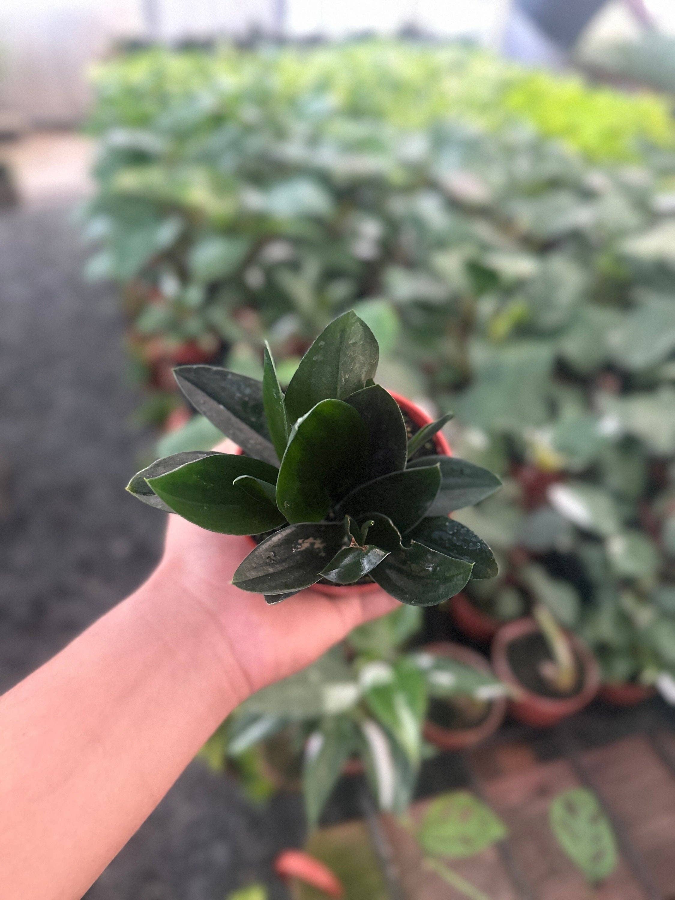 MyPlants LLC - Wholesale Live Plant - Scindapsus Treubii Dark Form - 4" from MyPlants1