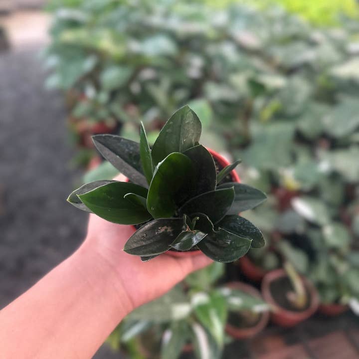 MyPlants LLC - Wholesale Live Plant - Scindapsus Treubii Dark Form - 4" from MyPlants1