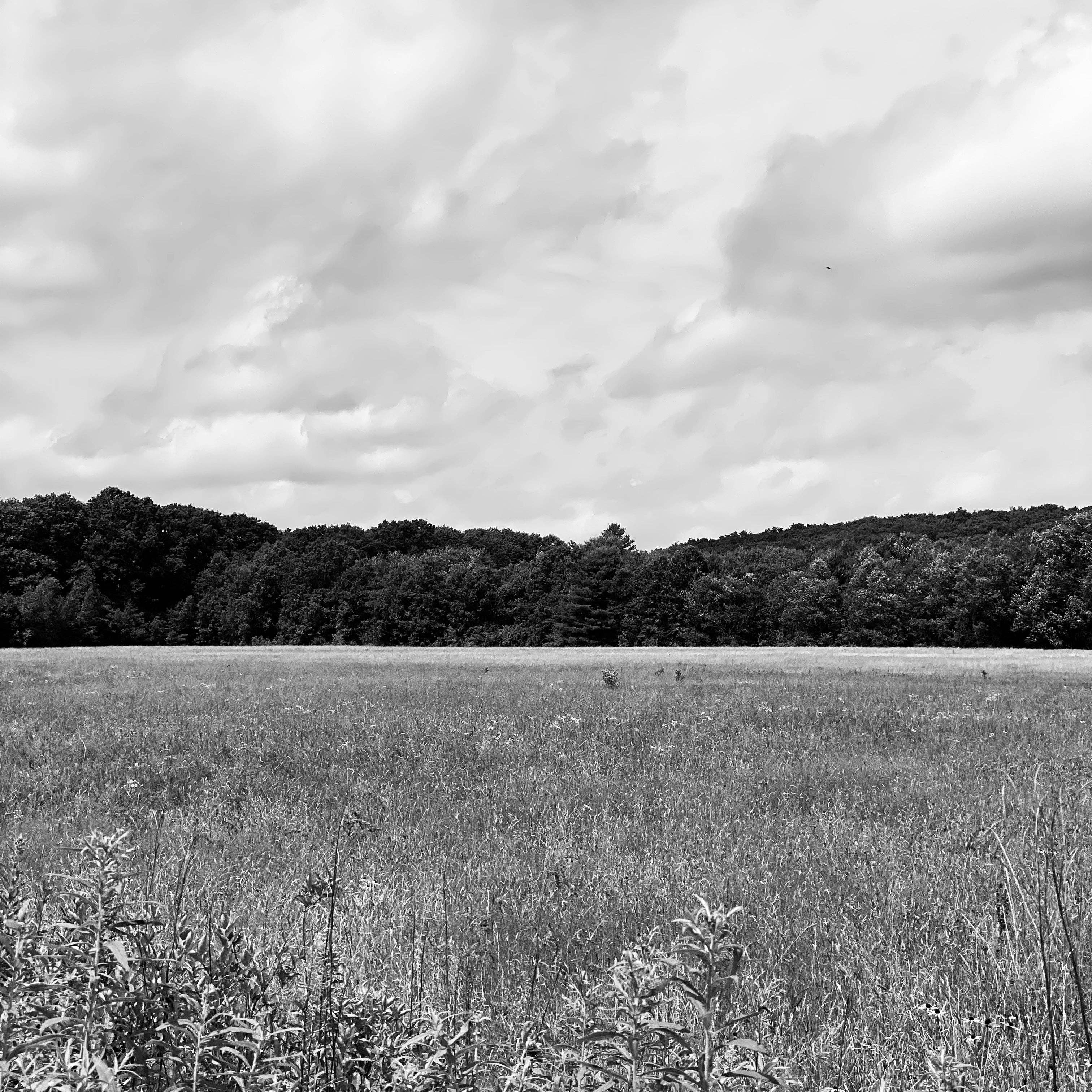 MIZU - Wholesale Perfume/Eau de Toilette - WILD VETIVER All-Natural Eau de Parfum2