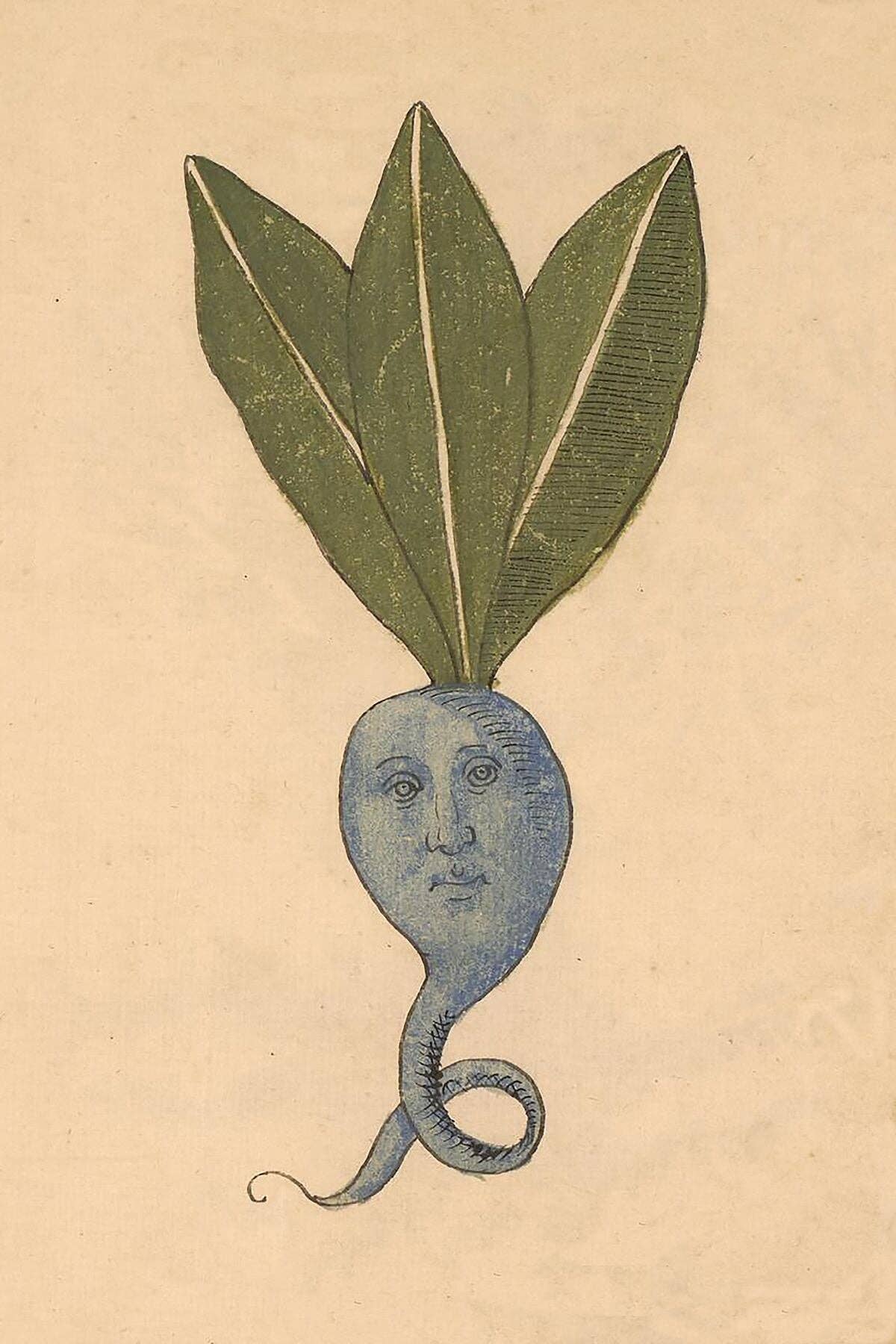 Flashback Shop – wholesale Art print – Anthropomorphised Blue Root Vegetable from an Italian Herbal c. 15000