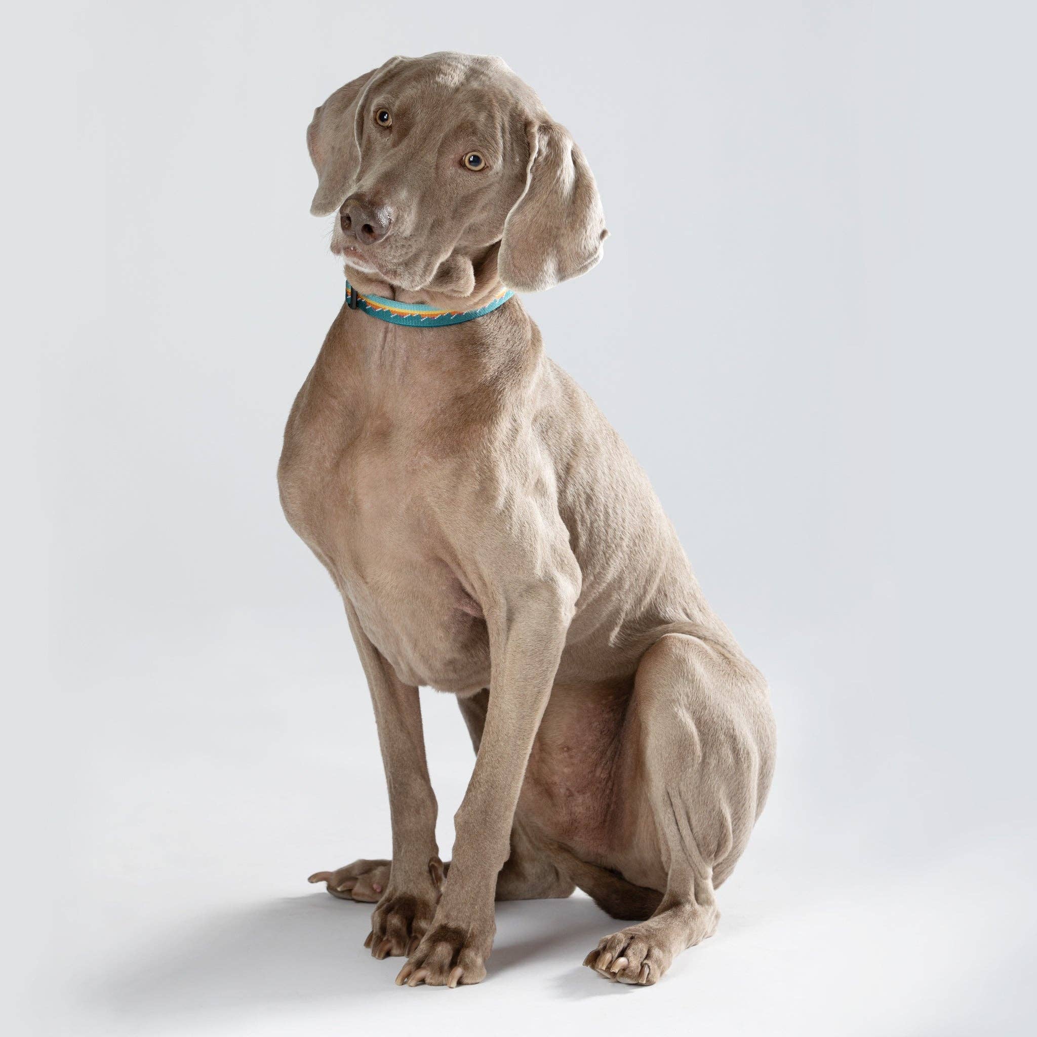 LUWELLO, LLC - Wholesale Pet Collar - Dog - Classic Dog Collar 3/4''2