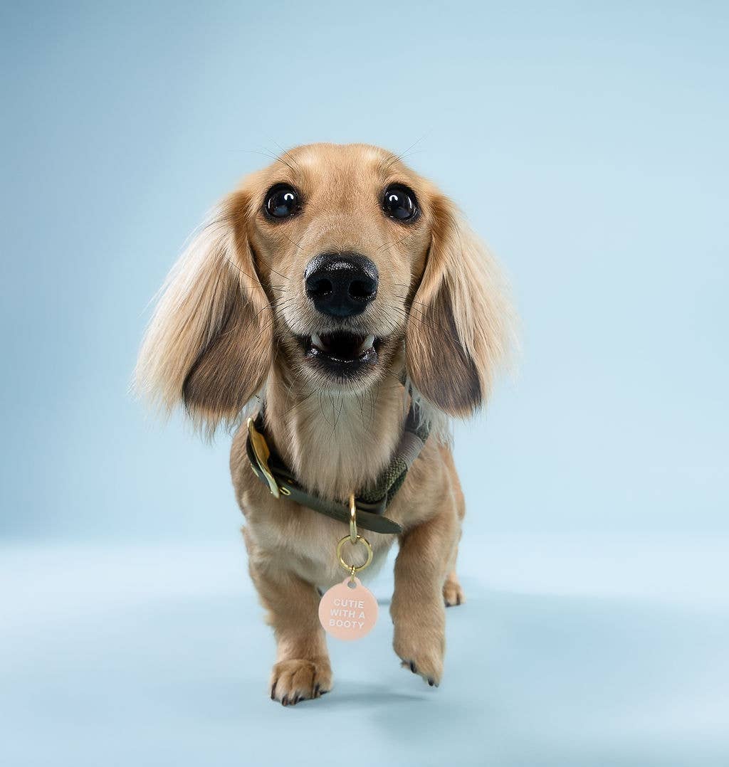 Freshwater Curated Goods - Vendita all'ingrosso Etichetta per collare - Cani e gatti - Medaglietta per animali domestici Cutie With A Booty2