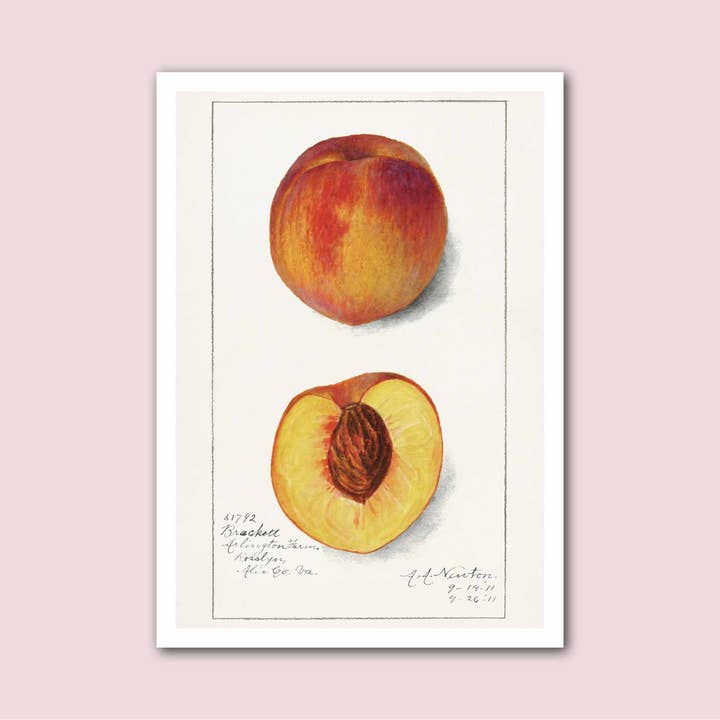 Holland Road Prints - Wholesale Art Print - Peach Illustration Vintage Botanical Fruit Print