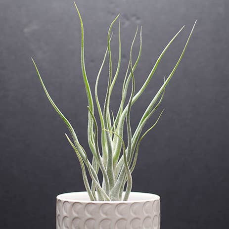 The Artizan Way - Wholesale Live Plant - Tillandsia Pruinosa Colombia - Silver Rare Air Plant