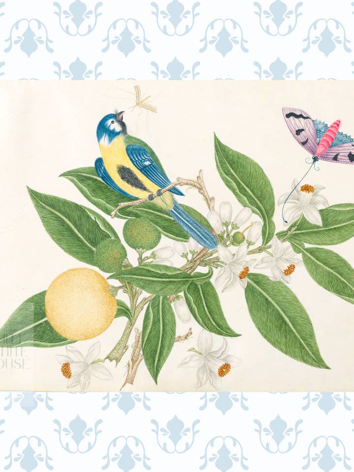 Bright Botanical Study, 11x14 Giclee Print : STUDY 3 for wholesale by The Little White House