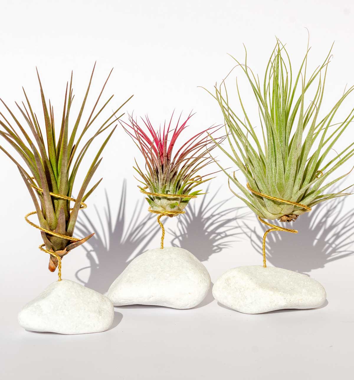 BOREEN Shop - Wholesale Live Plant - Tillandsia air plant with natural stone support3
