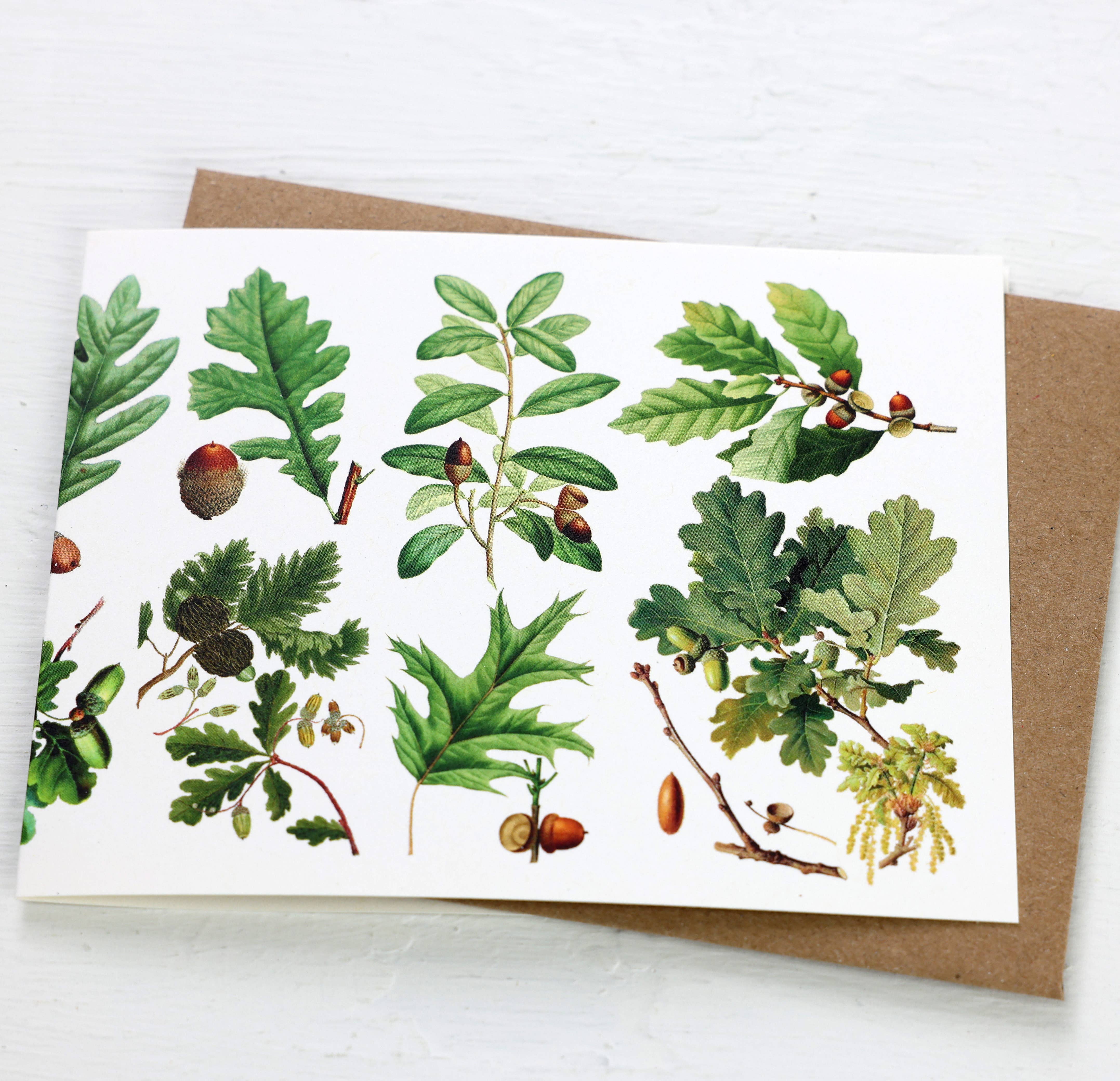 Fairhope Graphics – Engroshandel Hverdagshilsen kort – Oak Tree kort1