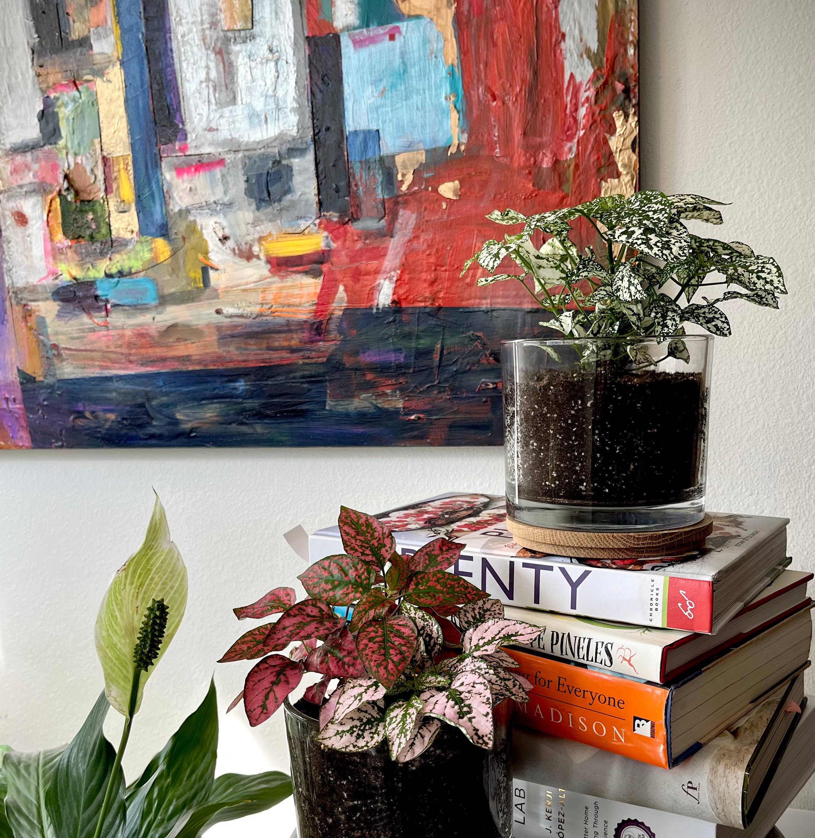 Potting Shed Creations, Ltd. - Wholesale Live Plant - Houseplant Collection | First Snow | Polka Dot Plant3