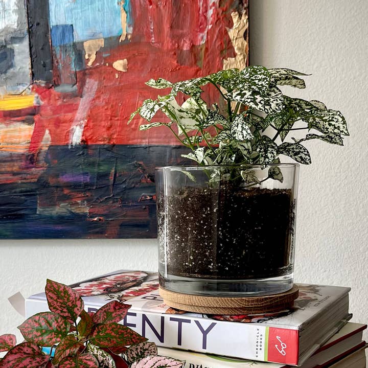 Potting Shed Creations, Ltd. - Wholesale Live Plant - Houseplant Collection | First Snow | Polka Dot Plant3