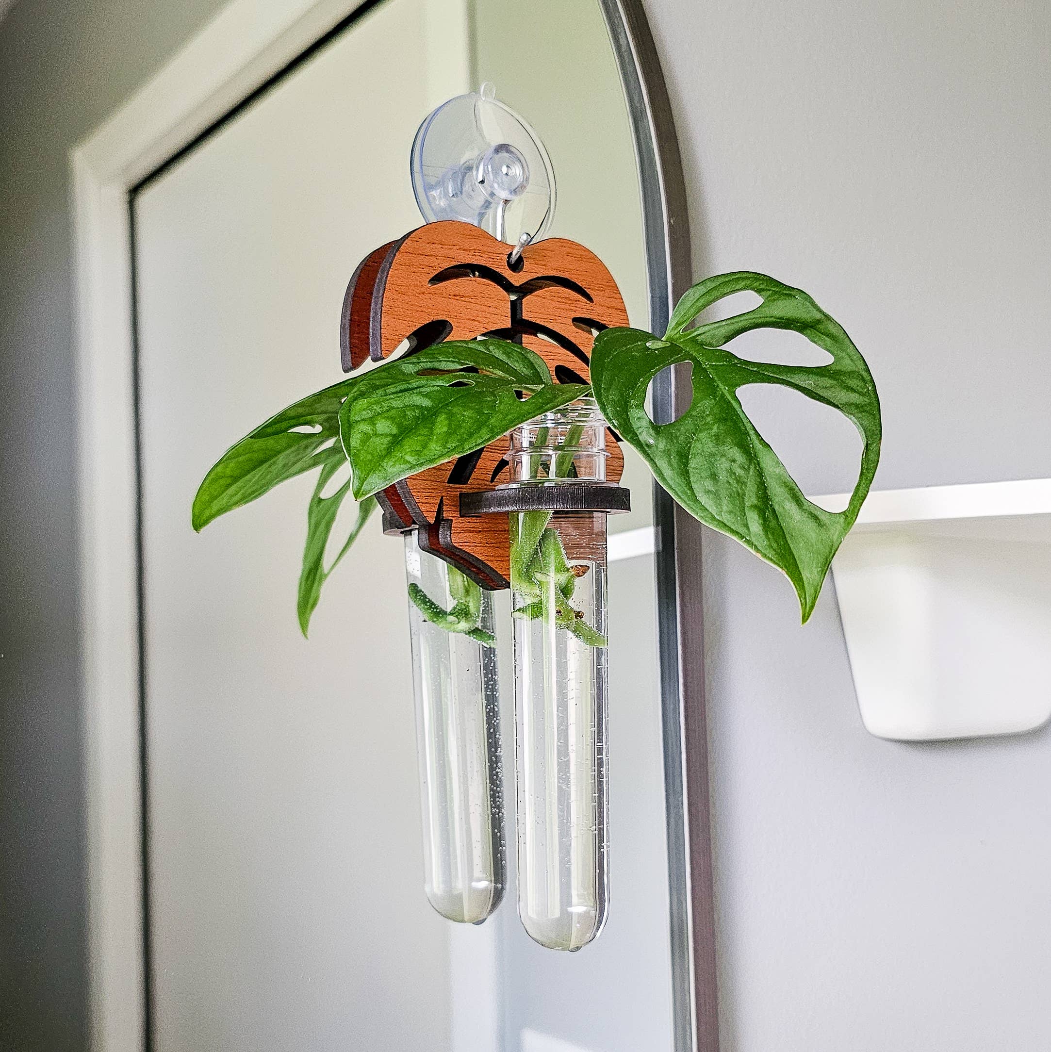 Leaf & Node - Wholesale Hanging Planter - Wall Hanging Propagation Station - Monstera Test Tube Holder1