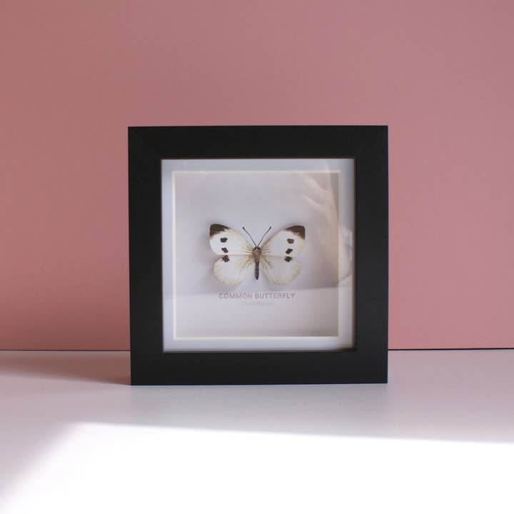 Flutter & Fern - Wholesale Picture Frame - Common Butterfly - Paper Taxidermy Frame