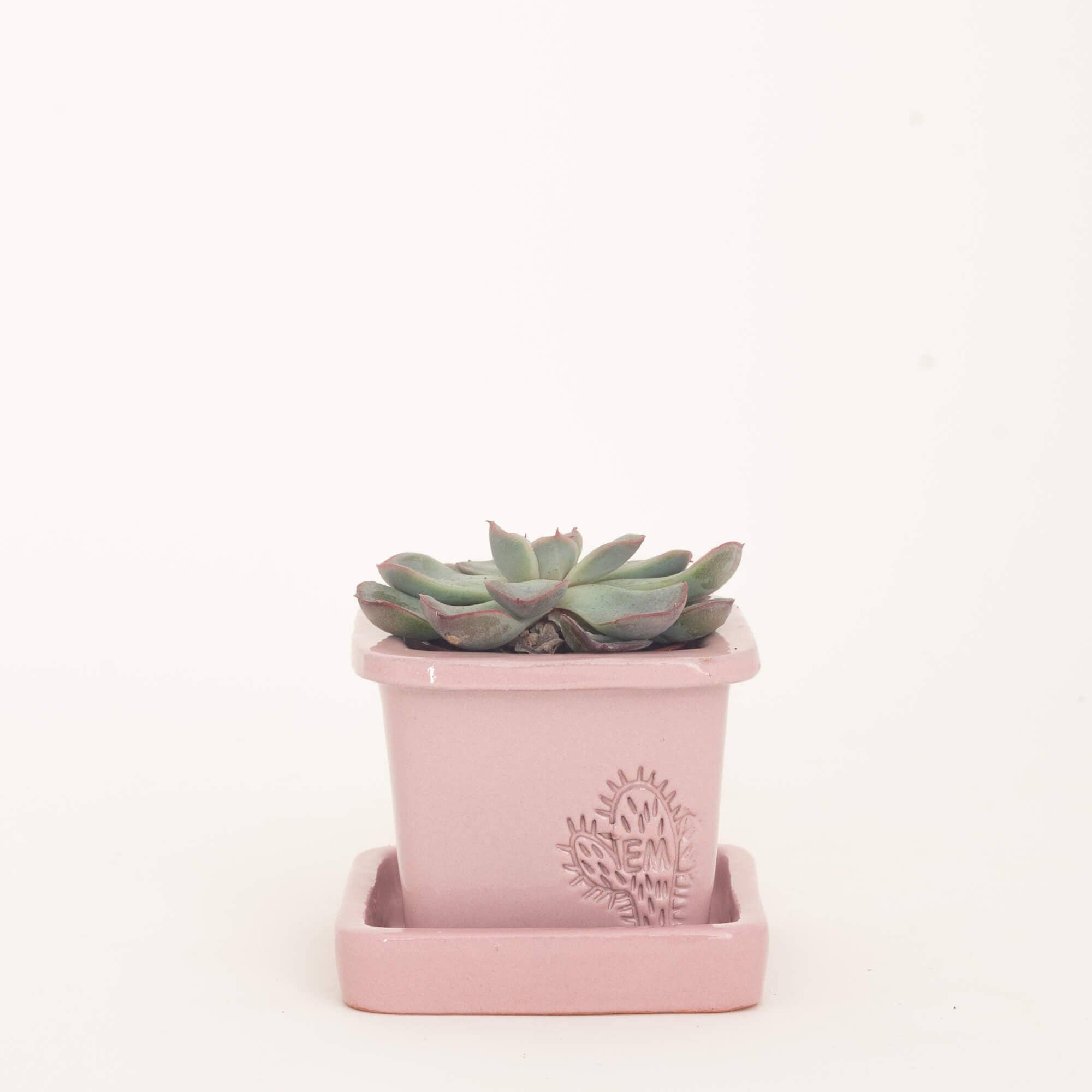 Vasos Quadrados by EM – Vaso de plantas por atacado – VASO QUADRADO MINI 6x6 - BRILHO37