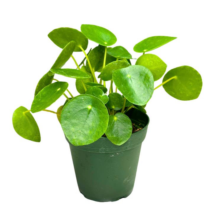Flow State - Wholesale Live Plant - 4" Chinese Money Plant (Pilea peperomioides) MULTI STEM2