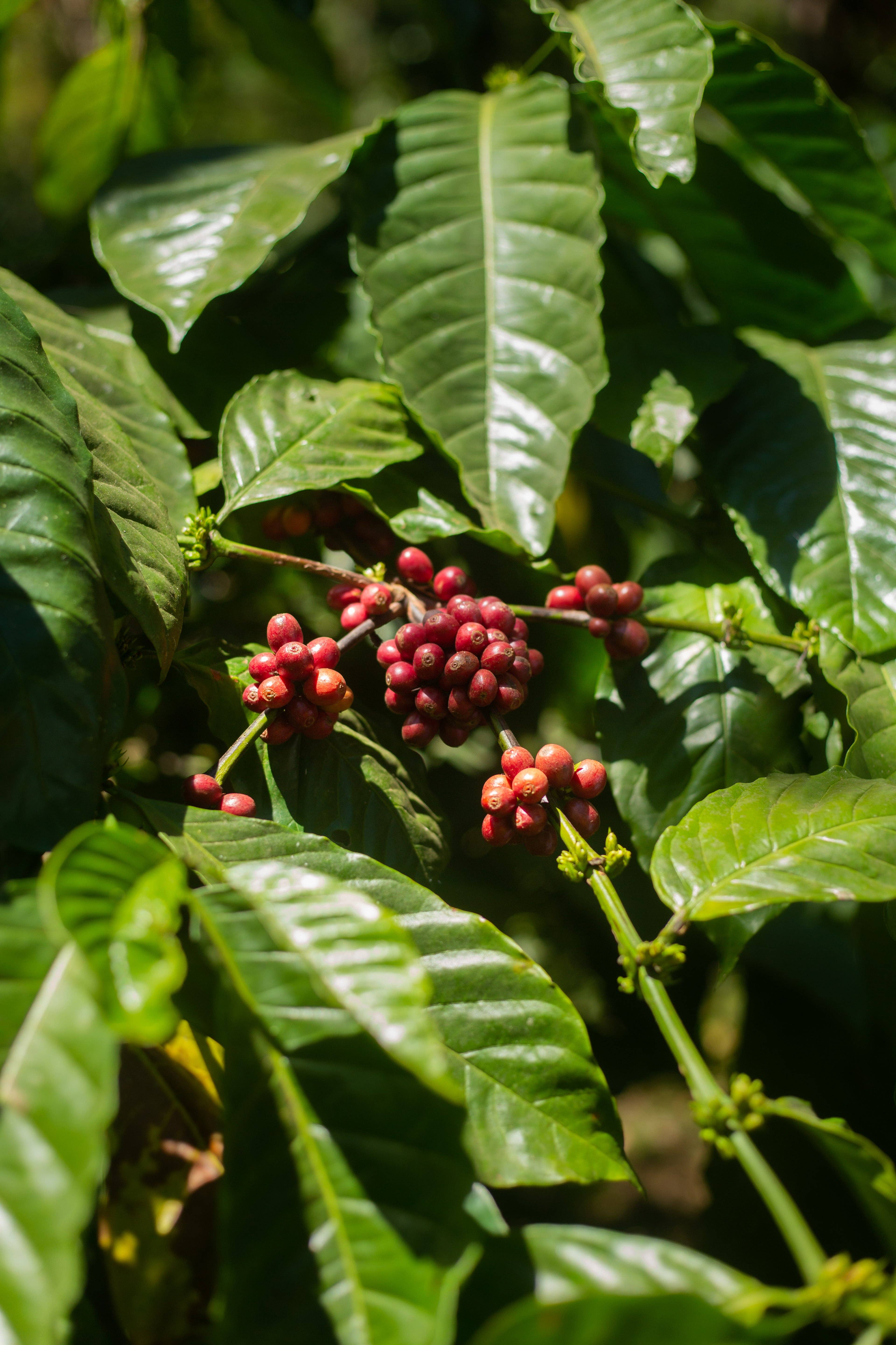 Yeri Coffee - Vendita all'ingrosso Caffè in grani - Monkey Business - Tostatura Media5