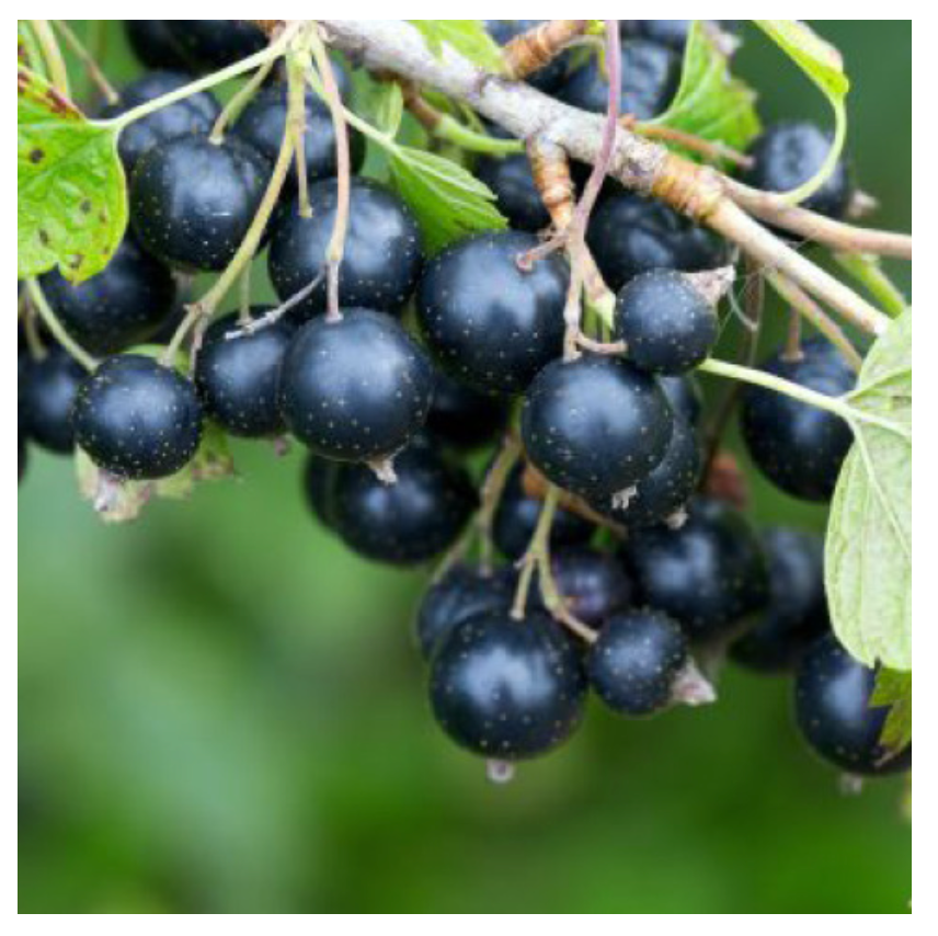 Lemuria - Vendita all'ingrosso Vitamine/integratori orali - Integratore a base di estratti totali per allergie - RIBES NERO 30ml6