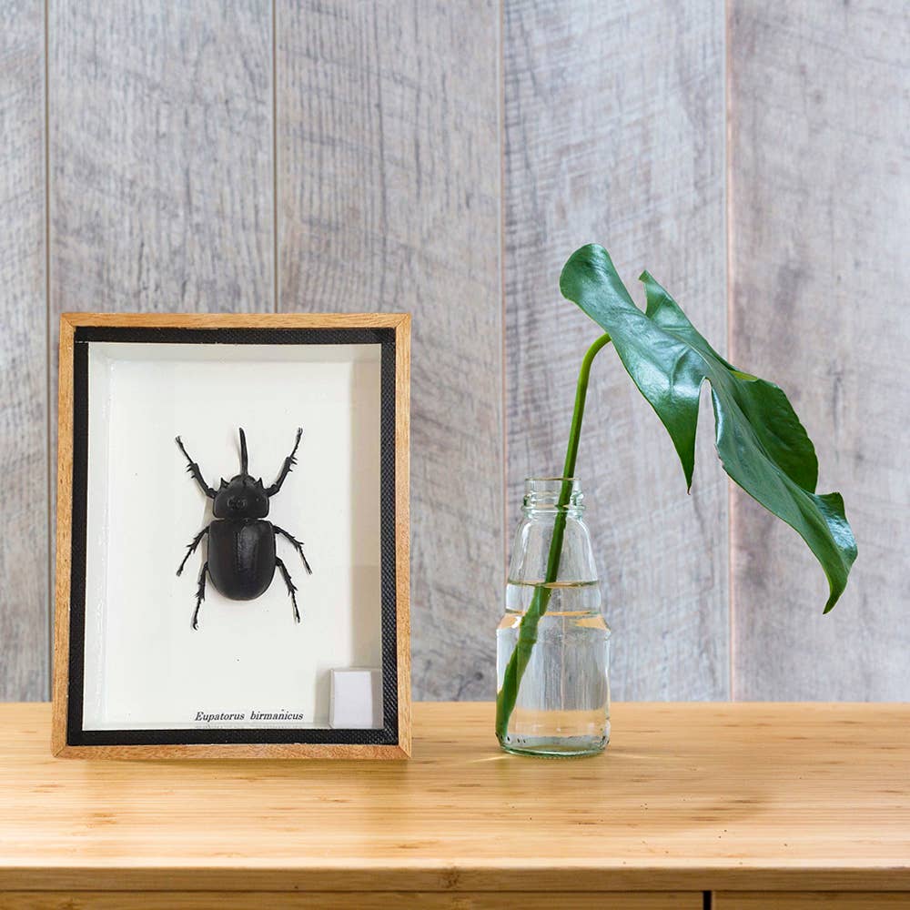 VIE - Wholesale Wall Accent - Framed Insect, Assorted23