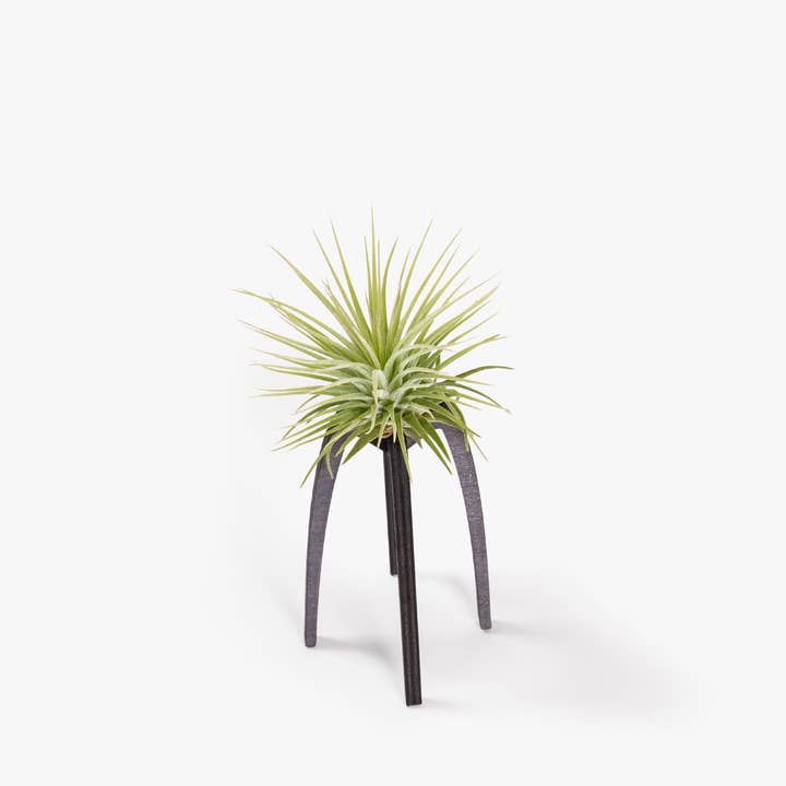 BOREEN Shop - Wholesale Live Plant - Tillandsia air plant with Essi wooden support1