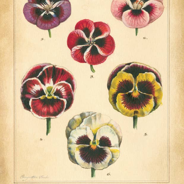 Bomo Art Budapest - Wholesale Everyday greeting card - Greeting Card + Envelope50