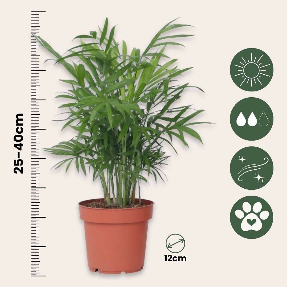 Oasis of Life - Wholesale Live Plant - Small room palms – 4 plants – Dypsis lutescens & Chamaedorea elegans – Height 25–40cm – Ø12cm – Air-purifying mini palms for indoor spaces – Easy care, tropical & decorative – Ideal for home & office3