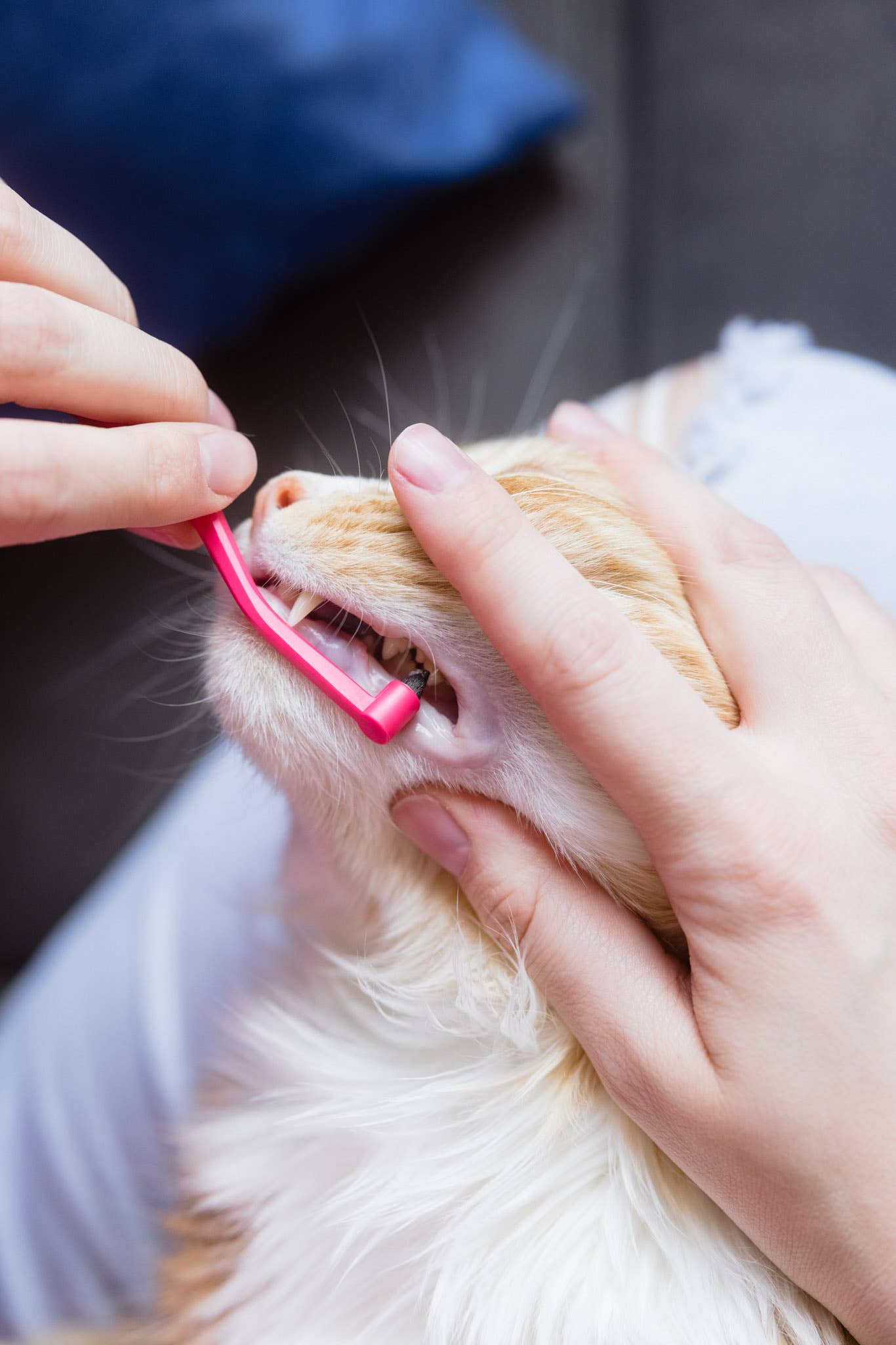 RYERCAT - Wholesale Pet Brush - Cat/Dog - Dual Sided Cat Toothbrush - Mix n' Match Colors!12