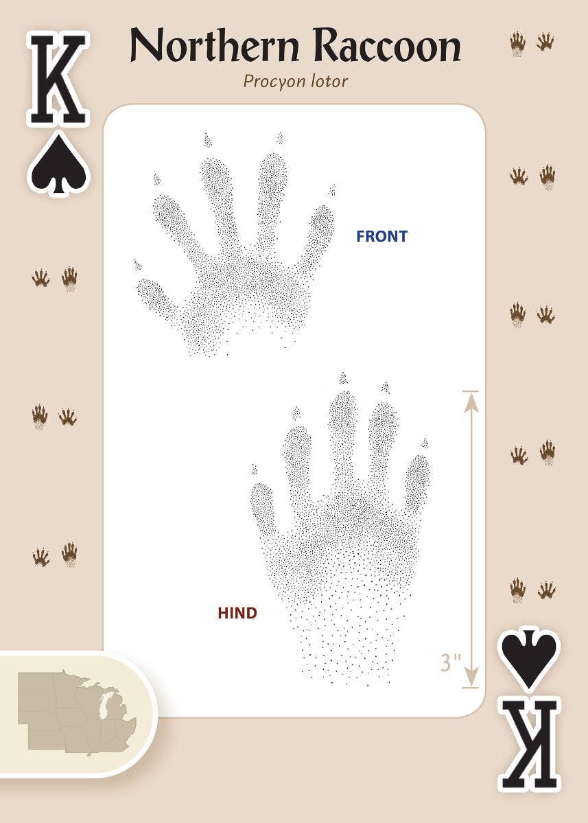 AdventureKEEN - Wholesale Playing Cards - Animal Tracks of Midwest Playing Cards2
