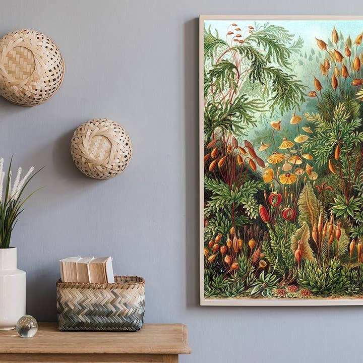 Esque - Wholesale Poster - Poster Ernst Haeckel - Muscinae1