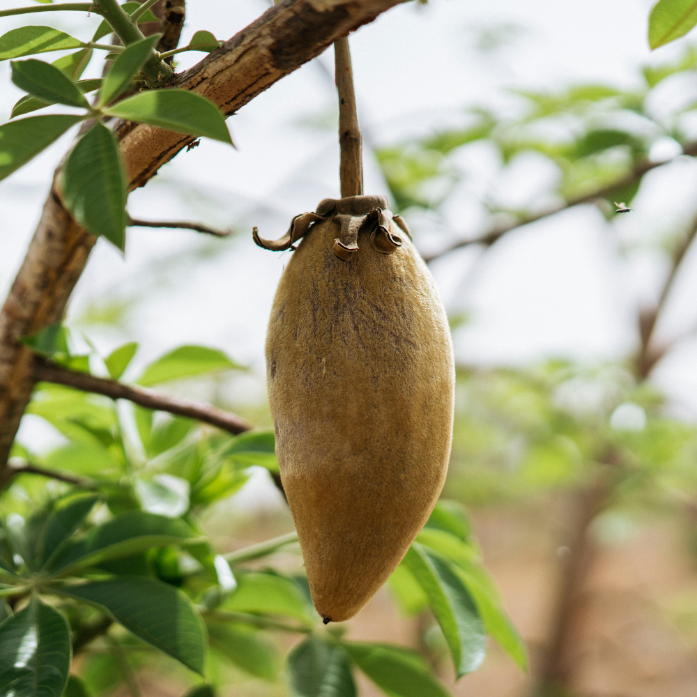 Aduna Superfoods - Wholesale Protein/Superfood Powder - Organic Baobab Powder | Superfood for Energy & Immunity 275g3