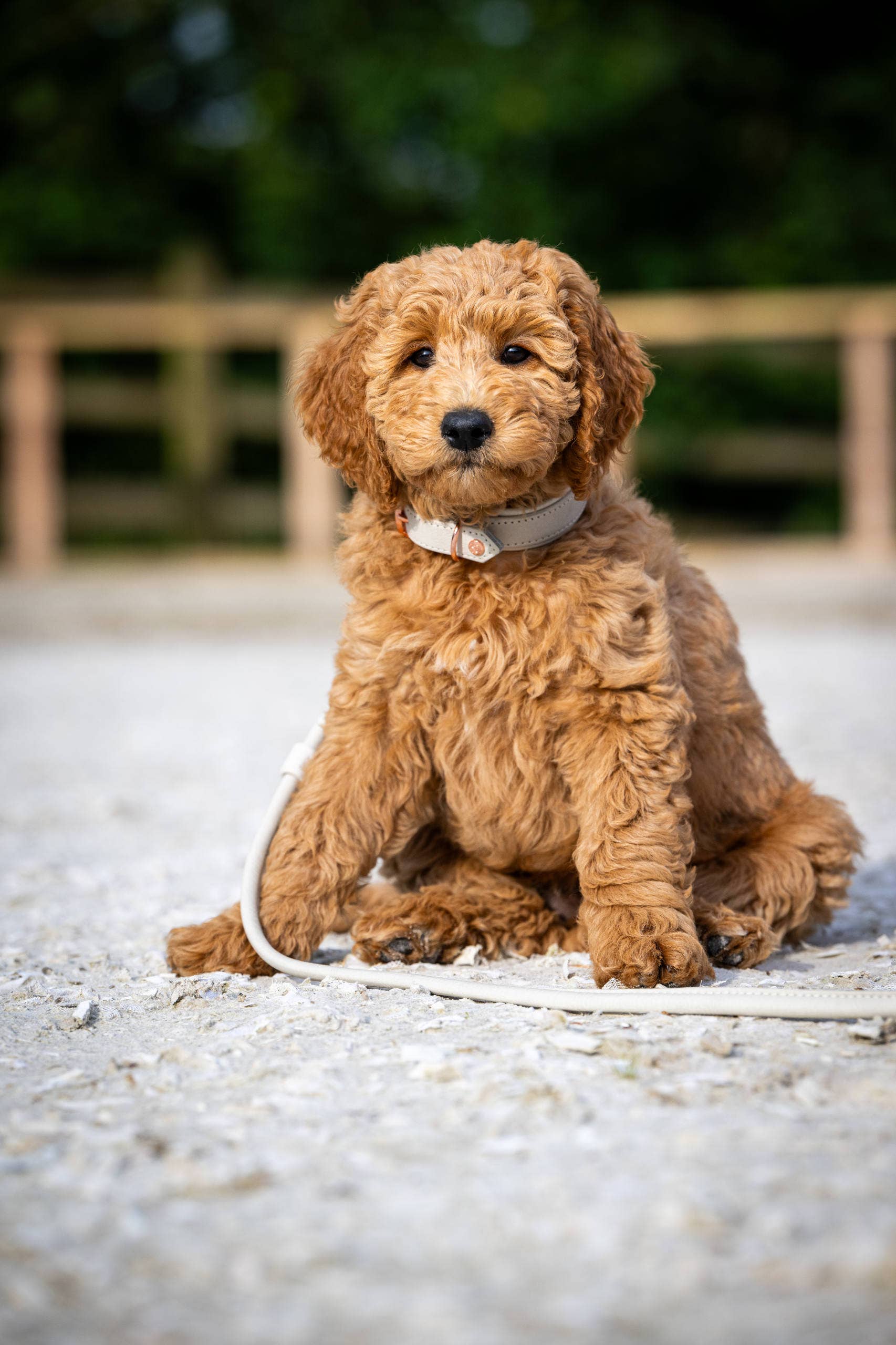 LABONI - Volentis GmbH - Wholesale Pet Collar - Dog - AMICI dog collar29