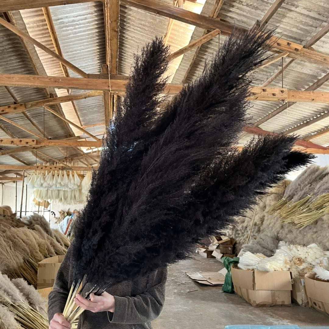 Wholesale Discount DARK NAVY / Black Pampas Grass Dried Flowers for your  store - Faire