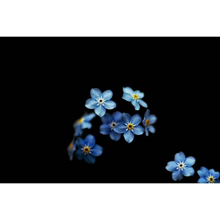 Forget Me Nots Art Prints: Blue and Black Floral Photography for wholesale by Brooke T Ryan Photographic Art