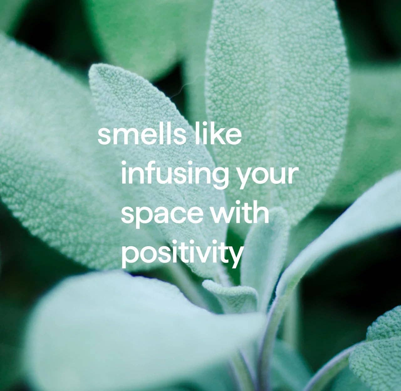 First Choice Buying – Großhandel Handseife/Waschmittel – Method Gel-Handseife Salbei + Wilder Minze, Premium-Aluminium-Pumpflasche, 354 ml2