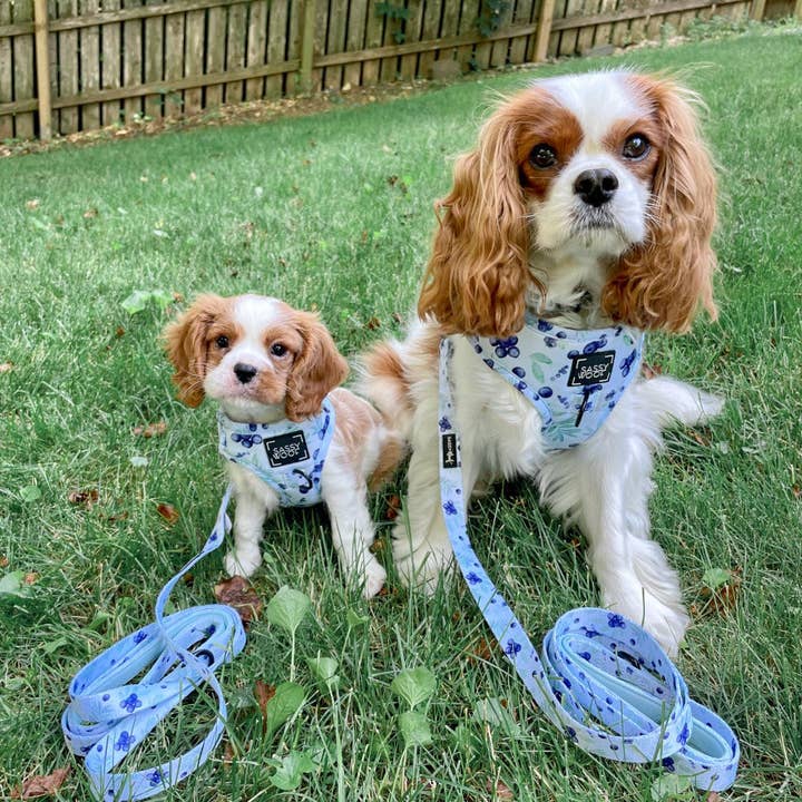 SASSY WOOF - Wholesale Pet Harness - Dog - Dog Adjustable Harness - Berry Sassy (Fruits)8