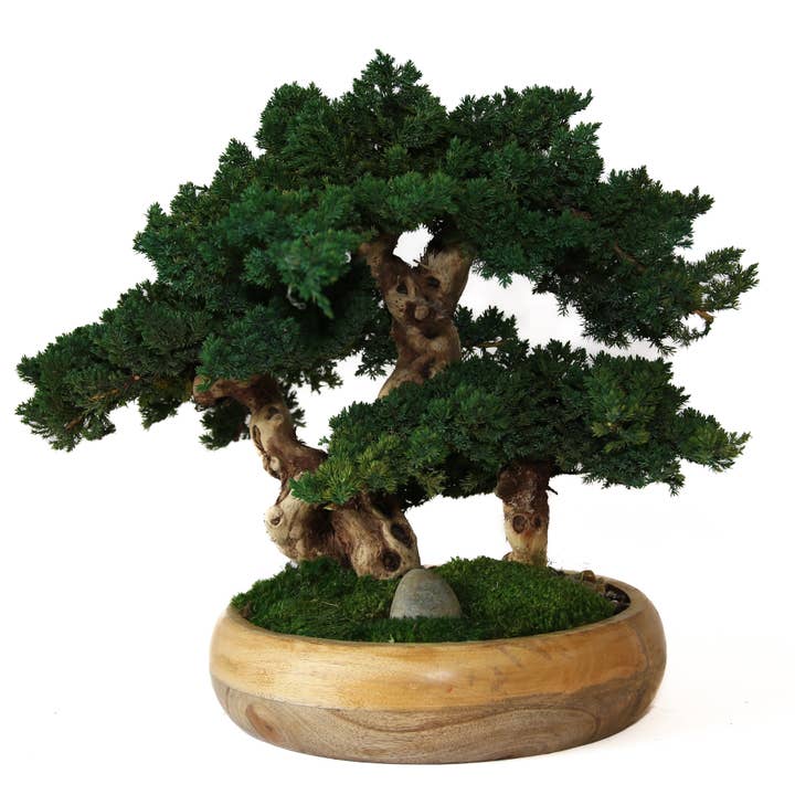 Forever Green Art - Wholesale Artificial Plant - Preserved Triple Bonsai Tree in 13" Mango Wood Bowl