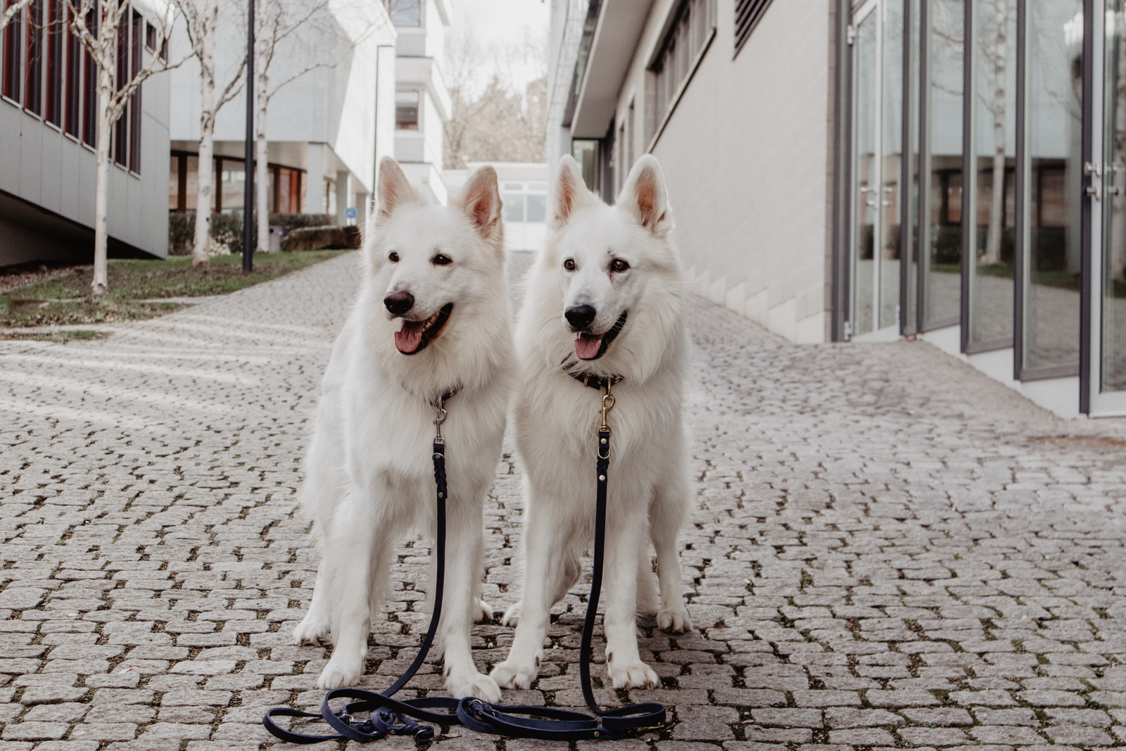 Molly and Stitch - Wholesale Pet Leash - Dog - Butter Leather 3x Adjustable Dog Leash - Navy Blue11
