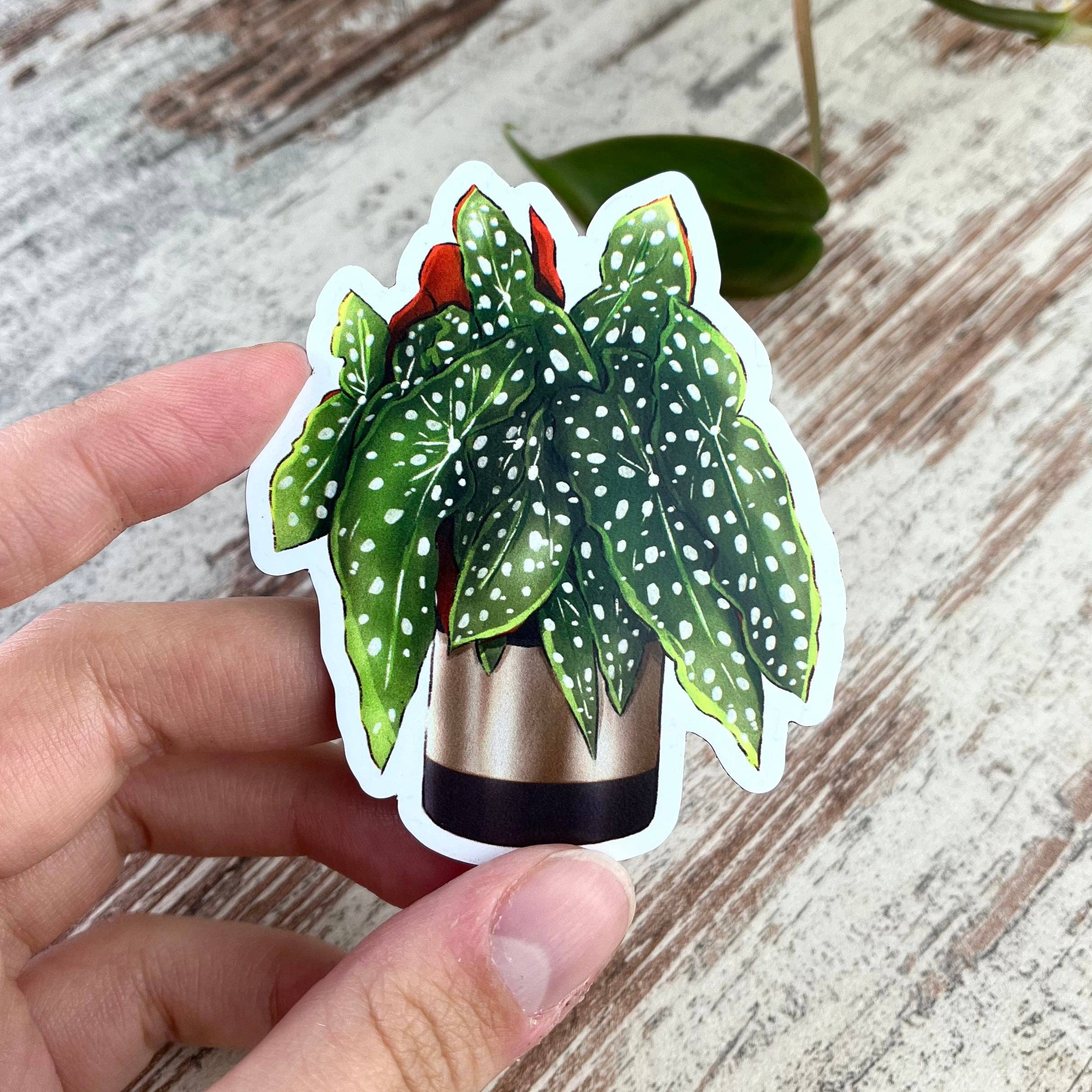 plantyintroverts - Wholesale Magnet - Magnet - Begonia Maculata in Pot, Plantmom, Plantlover1