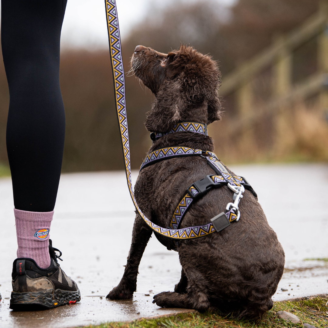 NEERDOG | Dog Harnesses | Dog Leads | Dog Collars | Coats – wholesale Pet leash – Dog – Jacquard Dog Lead | GO-CEE Erysimum Dog Lead2